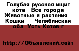 Голубая русская ищит кота - Все города Животные и растения » Кошки   . Челябинская обл.,Усть-Катав г.